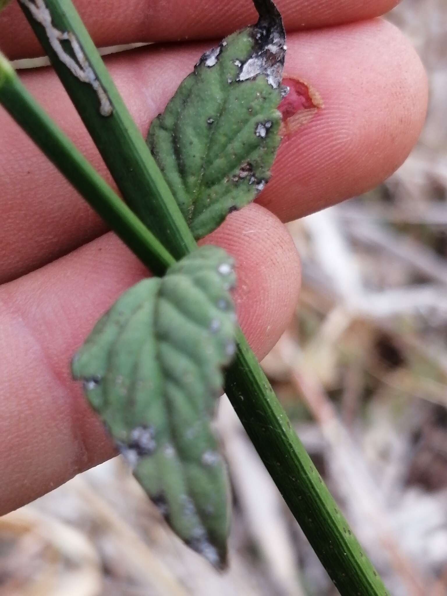 Russelia verticillata Kunth resmi