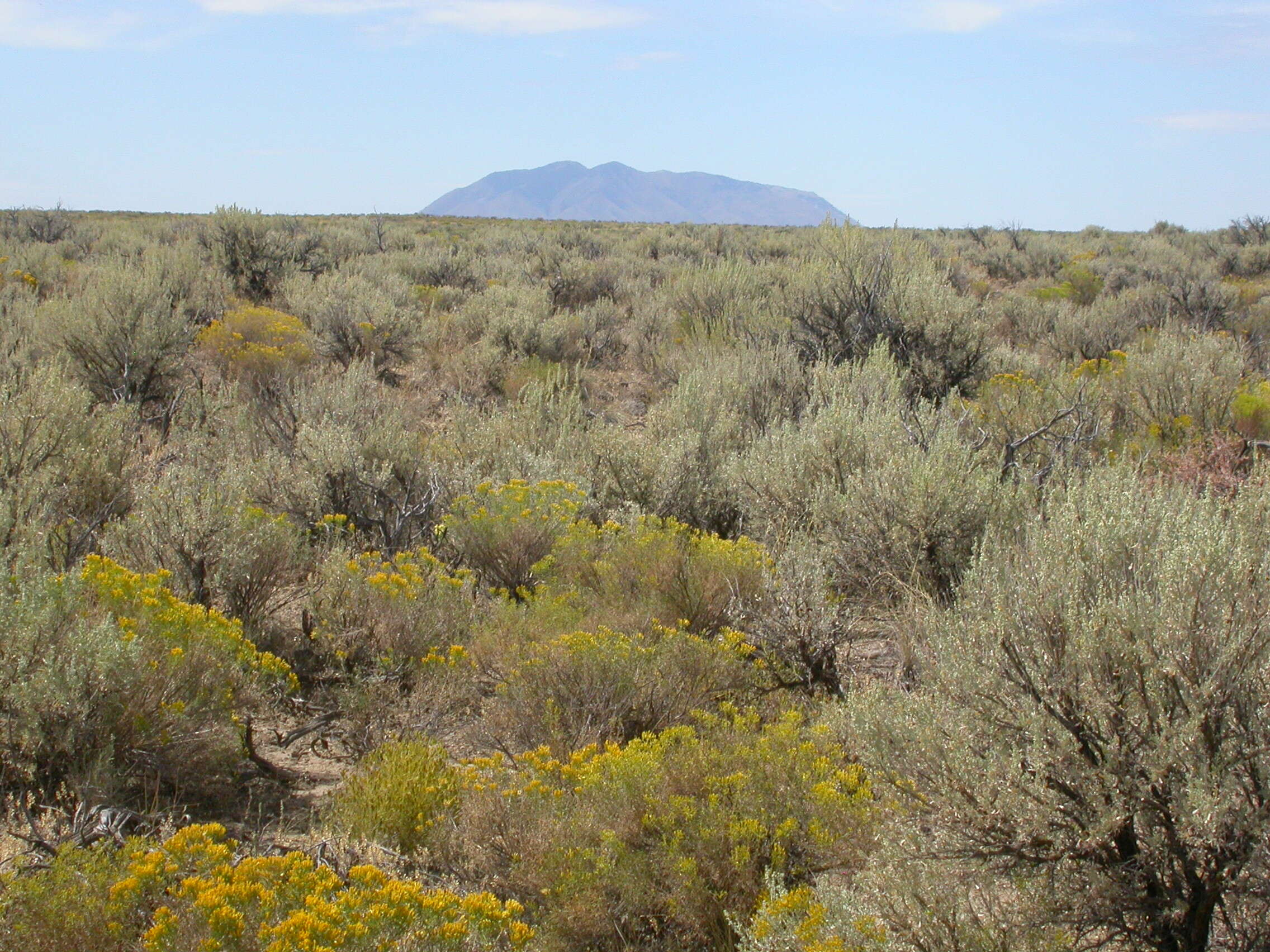 Image of yellow rabbitbrush