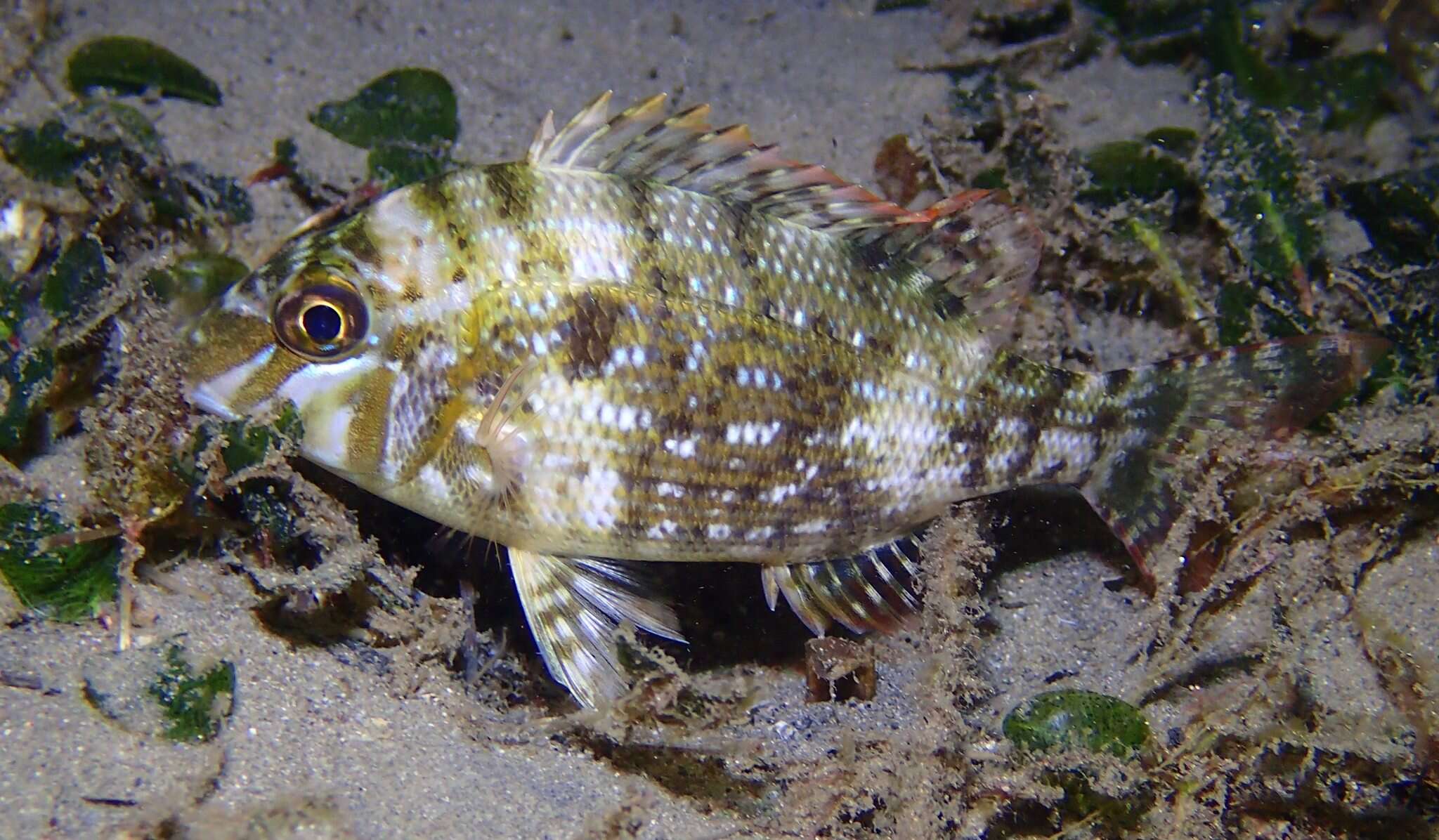 Lethrinus nebulosus (Forsskål 1775) resmi