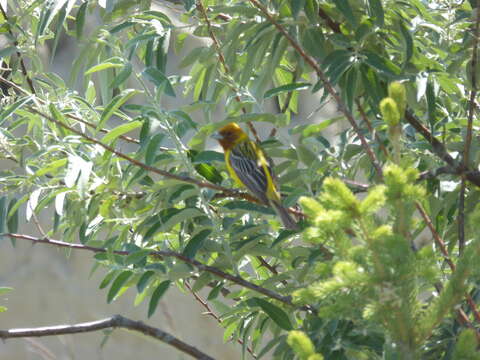 Image of Brown-headed Bunting