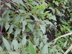 Image of Rubus fraxinifolius Poir.