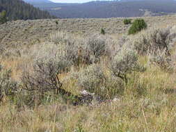 Imagem de Artemisia tridentata (Nutt.) W. A. Weber