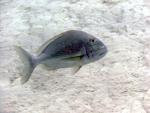 Image of Goat's Head Porgy