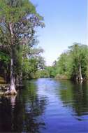 Image of Bald Cypress