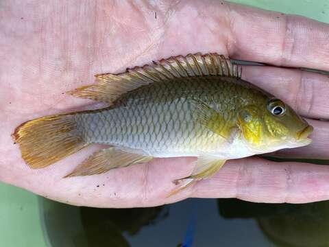 Image of Chromidotilapia kingsleyae Boulenger 1898