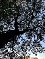 Image of Large-leaved albizia