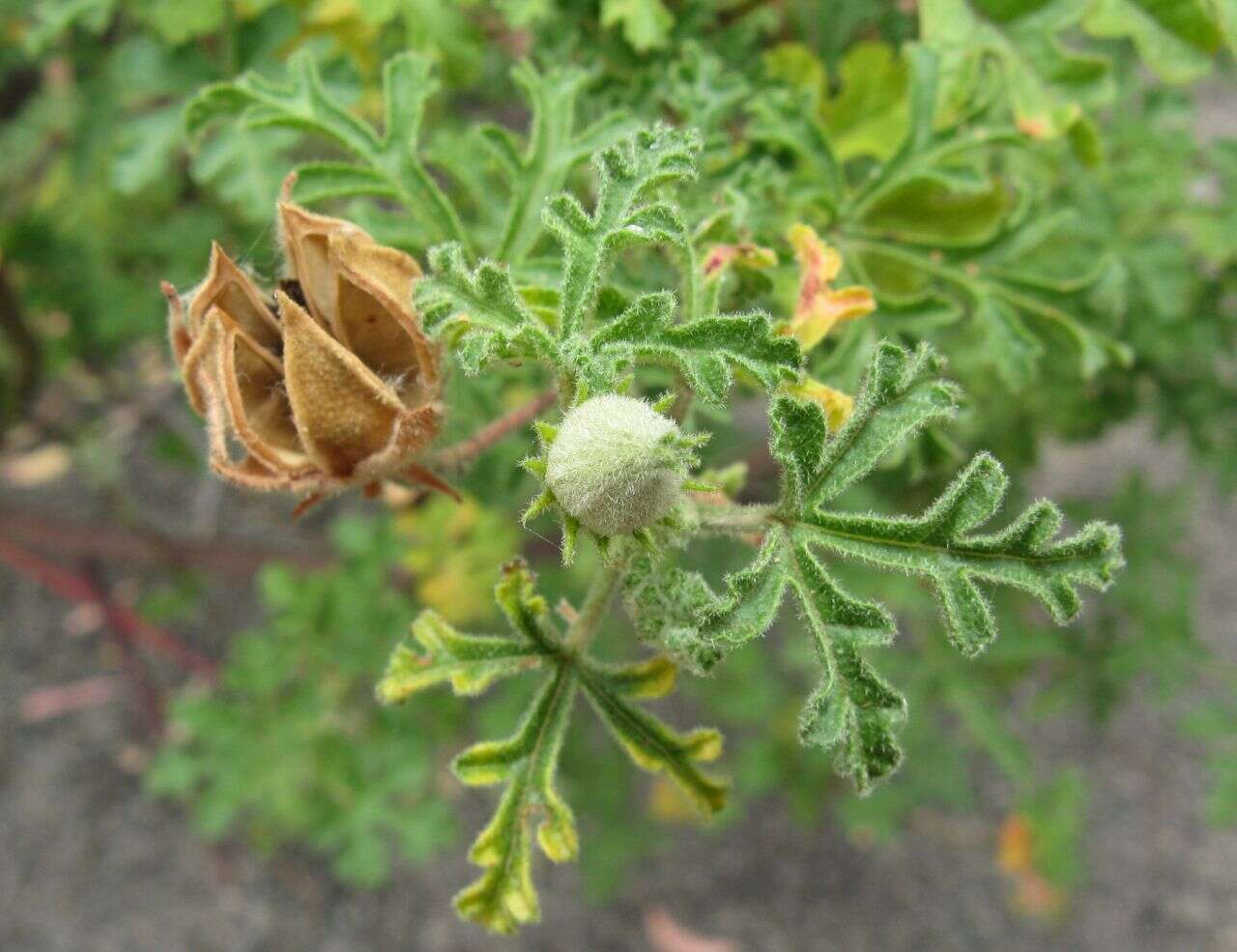 Image of Hibiscus huegelii Endl.