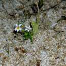 Image of Great Basin Calico-Flower