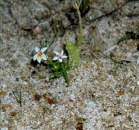 Image of Great Basin Calico-Flower