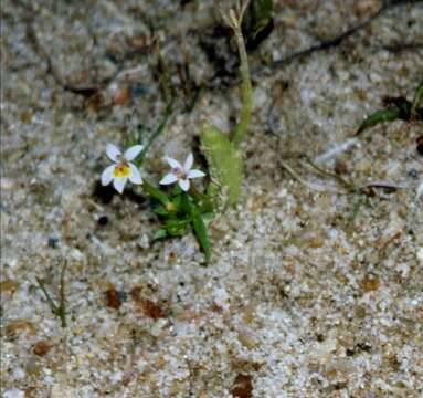 Image of Great Basin Calico-Flower