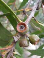 Plancia ëd Eucalyptus langleyi L. A. S. Johnson & D. Blaxell