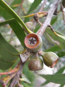 Image of Eucalyptus langleyi L. A. S. Johnson & D. Blaxell