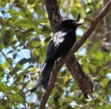 Image of Crested Drongo