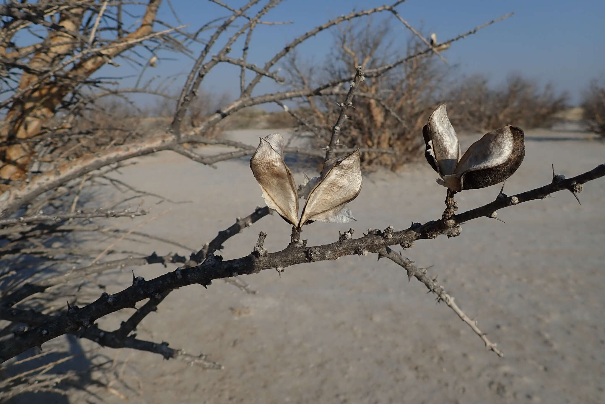 Image of Eastern sesame-bush