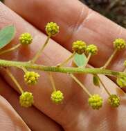 Image of Acacia cremiflora B. J. Conn & Tame