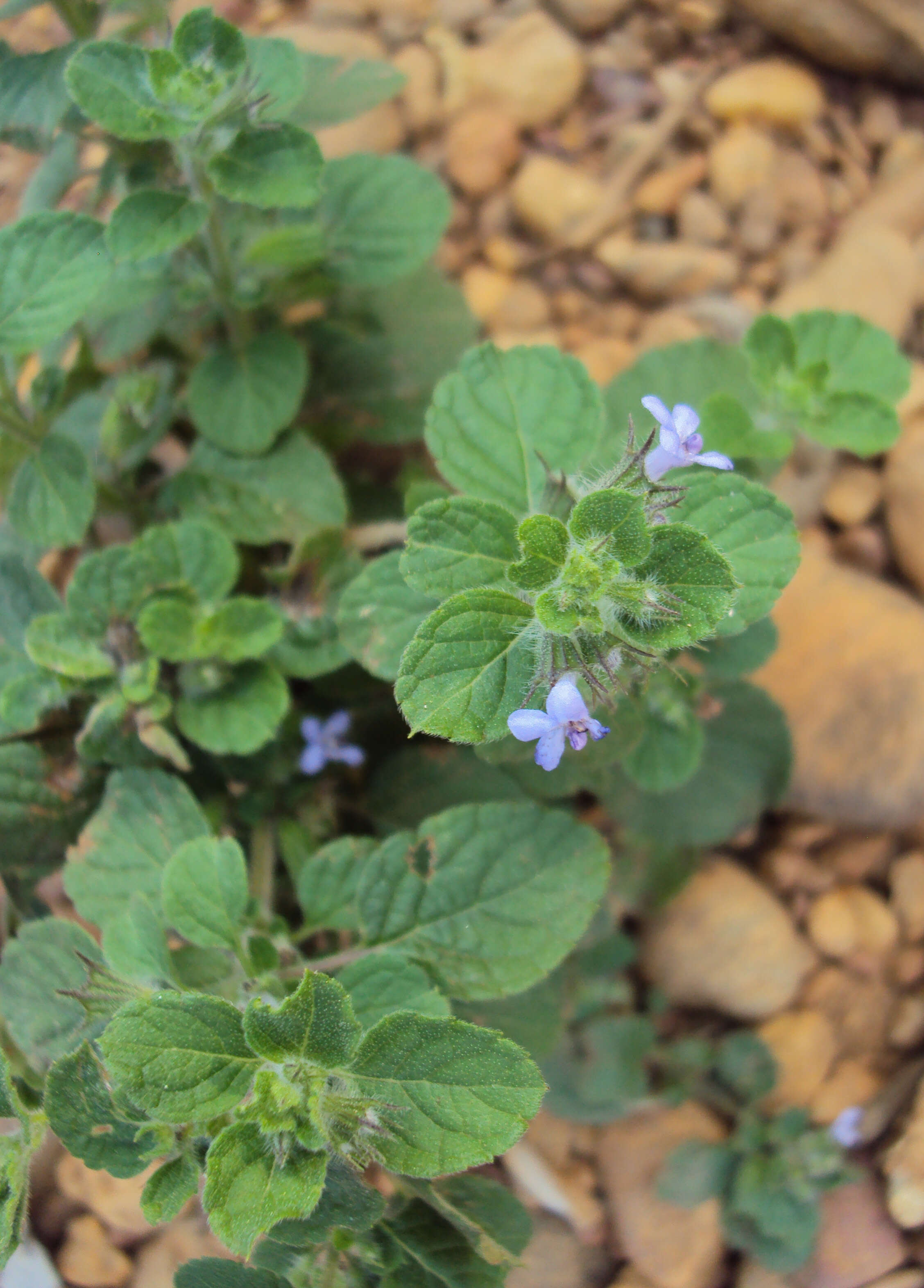 Image of Pignut