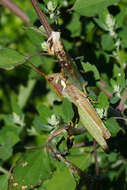 Image of Coryacris angustipennis (Bruner & L. 1900)