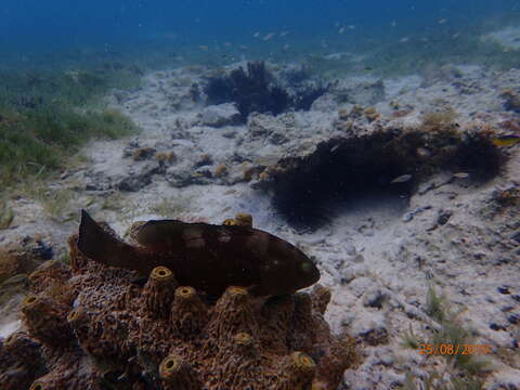 Epinephelus morio (Valenciennes 1828) resmi