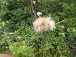 Image of Tawny Cotton-Grass