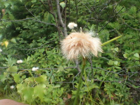 Imagem de Eriophorum virginicum L.