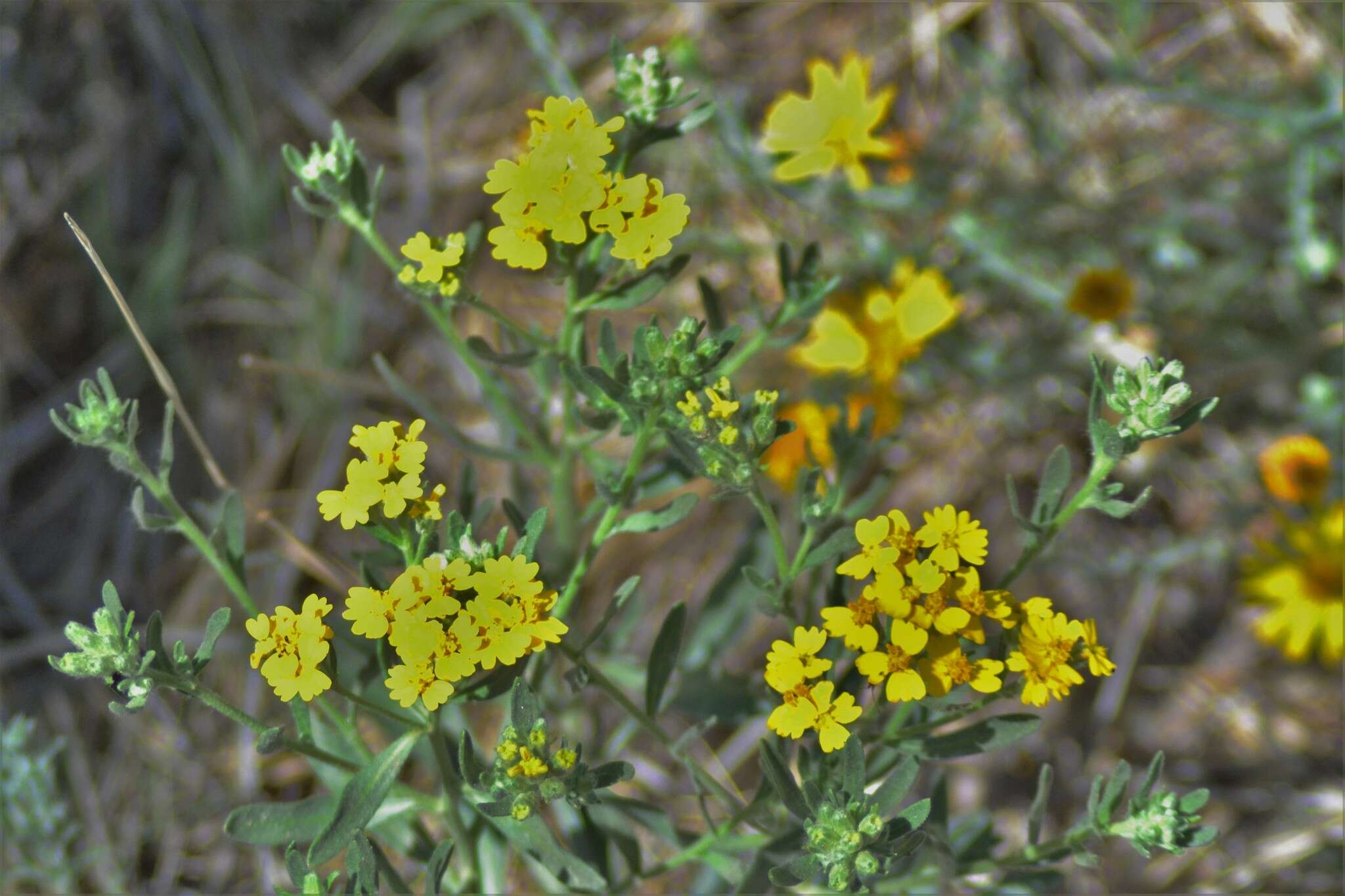 Image of woolly paperflower