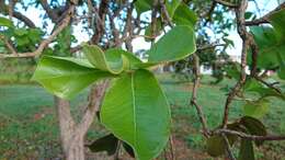 Image of <i>Psidium laruotteanum</i>