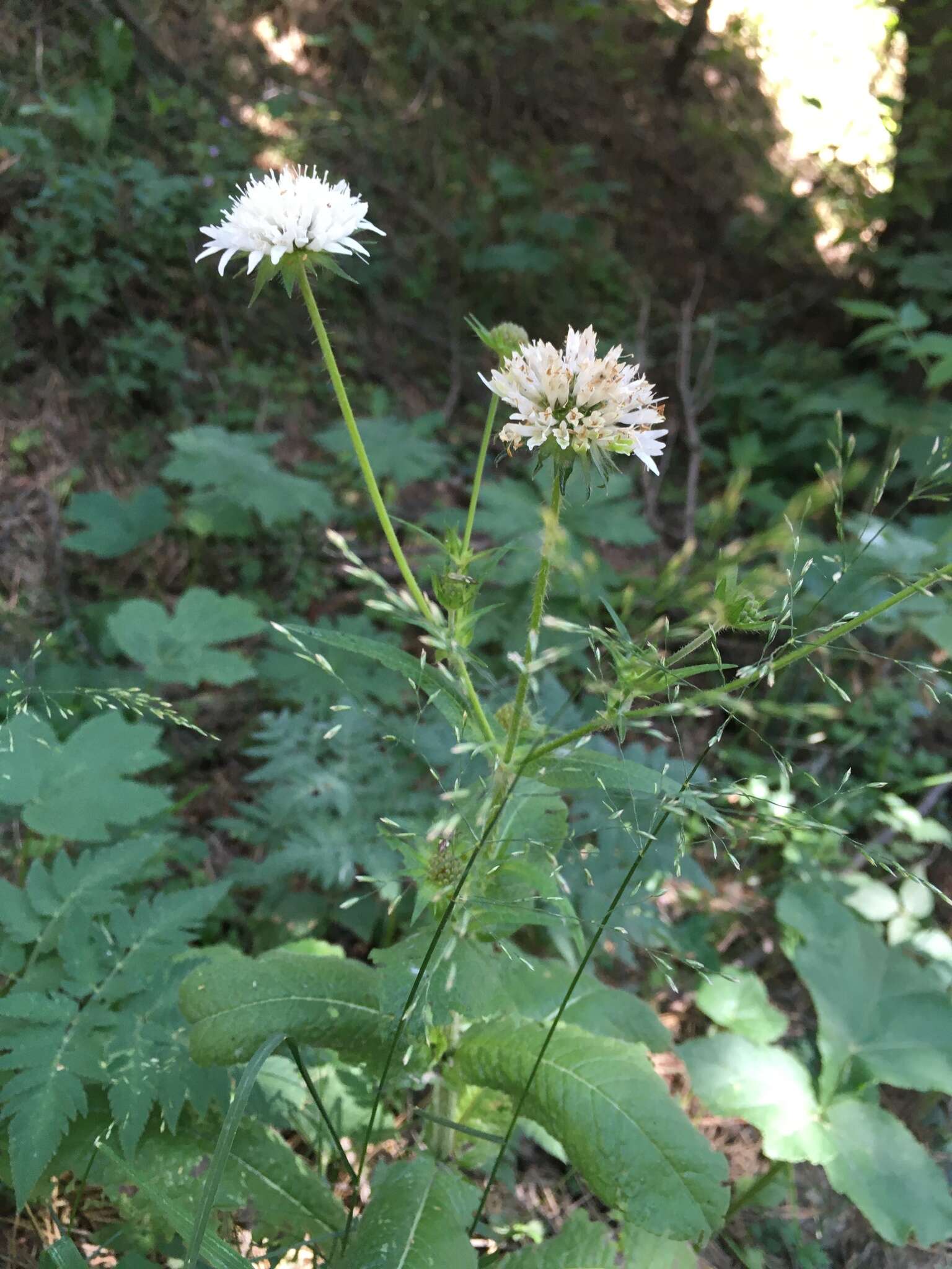 Image of Knautia involucrata Somm. & Lev.