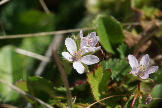 Image of Erodium acaule (L.) Becherer & Thell.