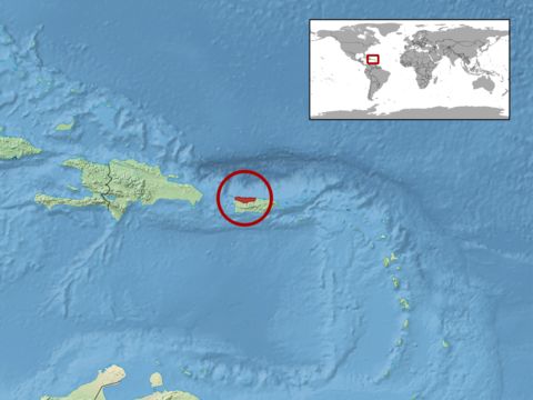 Image of Puerto Rican Dusky Amphisbaena