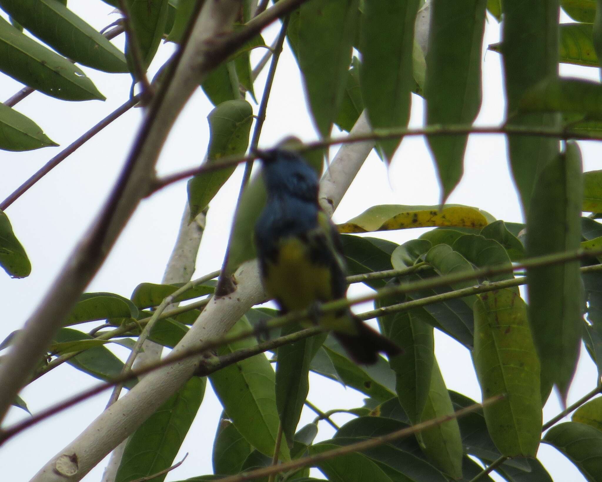 Image of Turquoise Tanager