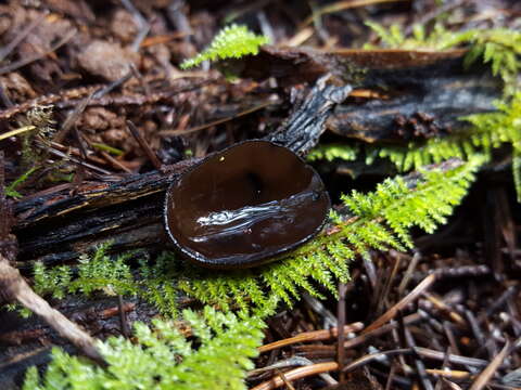 Plancia ëd Plectania melaena (Fr.) Paden 1982