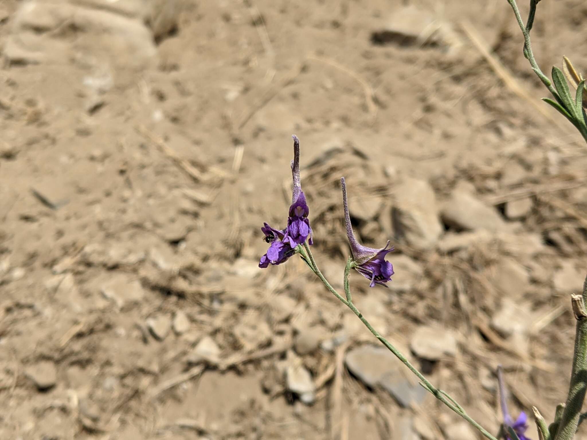 Delphinium halteratum Sm.的圖片