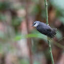 Image of White-throated Antbird