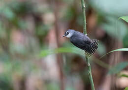 Image of White-throated Antbird