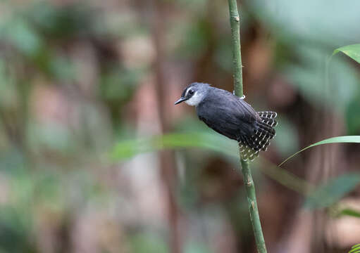 Image of White-throated Antbird