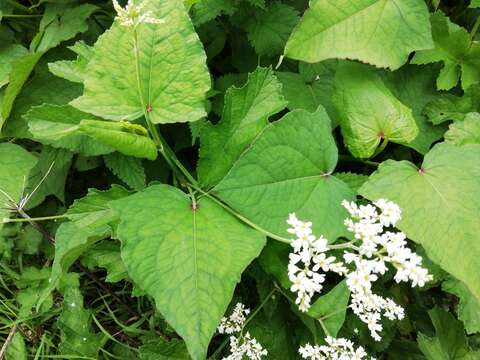 Image of Fagopyrum acutatum (Lehm.) Mansf. ex K. Hammer