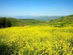 Image of charlock mustard