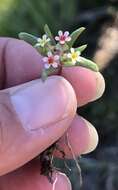 Image of Small-Flower Starlet