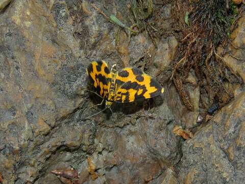 Plancia ëd Polythrena coloraria Herrich-Schäffer 1856