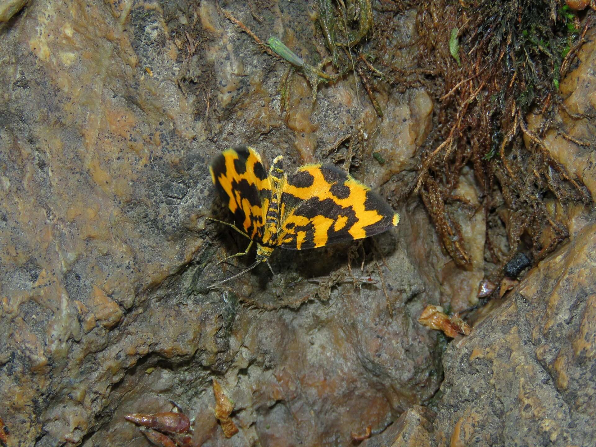 Image of Polythrena coloraria Herrich-Schäffer 1856