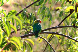 Image of Fischer's Lovebird