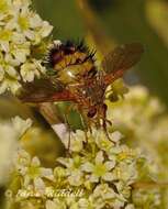 Image of Dejeania bombylans (Fabricius 1798)