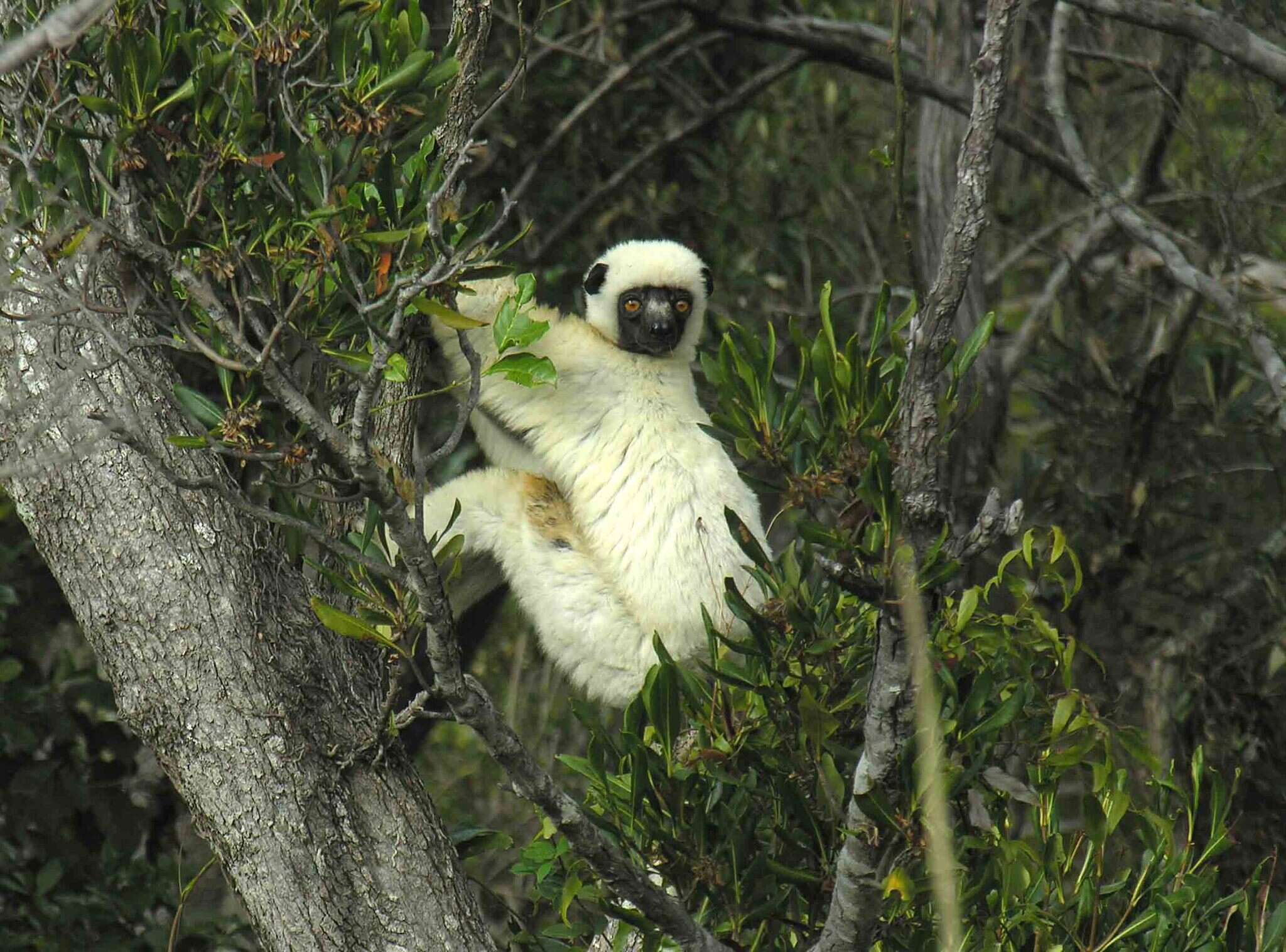 Image of Decken's Sifaka