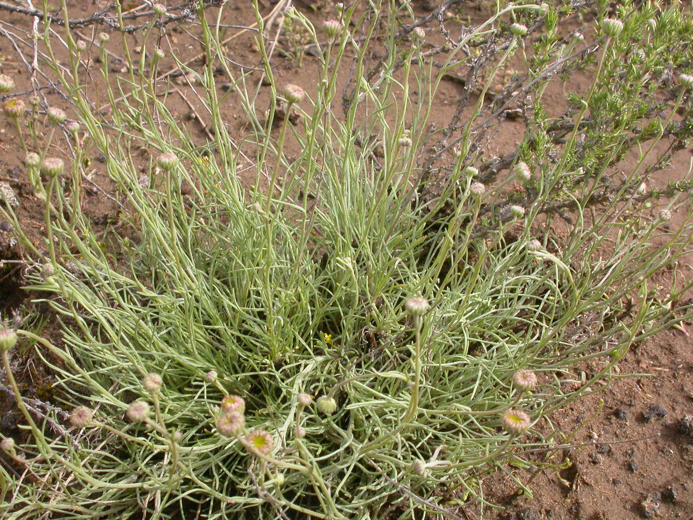 Imagem de Erigeron filifolius (Hook.) Nutt.