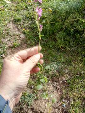 Imagem de Silene colorata subsp. colorata