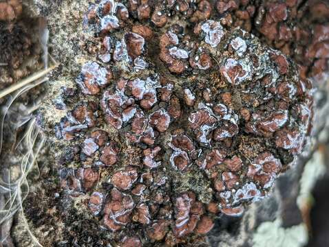 Image of Russell's fishscale lichen