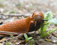 Image of red slug