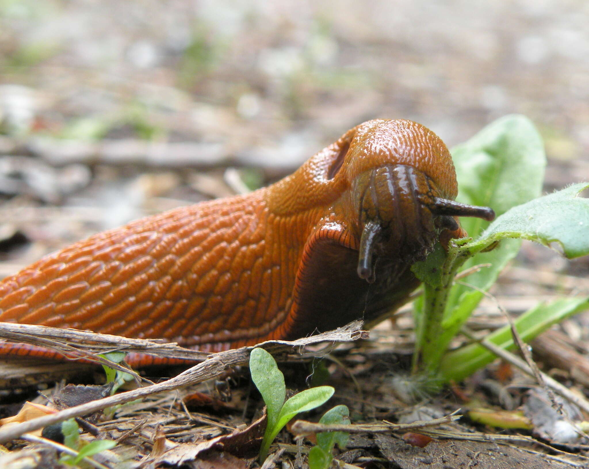 Image of red slug