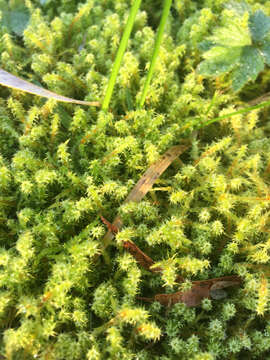 Image of square goose neck moss