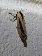 صورة Creatonotos gangis Linnaeus 1763